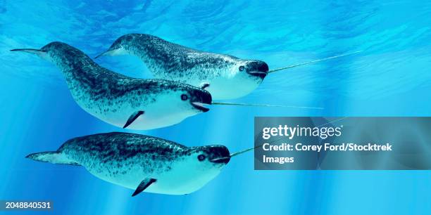 a pod of narwhal whales swimming together - artic whale tusks stock illustrations