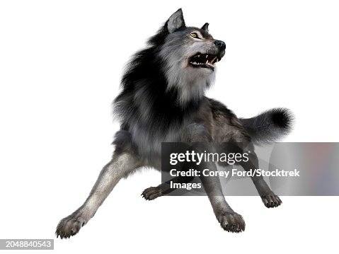 Dire wolf, front view on white background Dire wolf, front view on white background