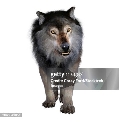 Dire wolf, front view on white background Dire wolf, front view on white background