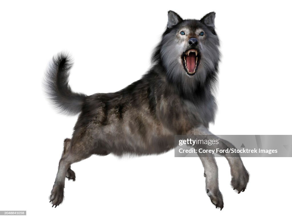 Dire wolf leaping, side view on white background