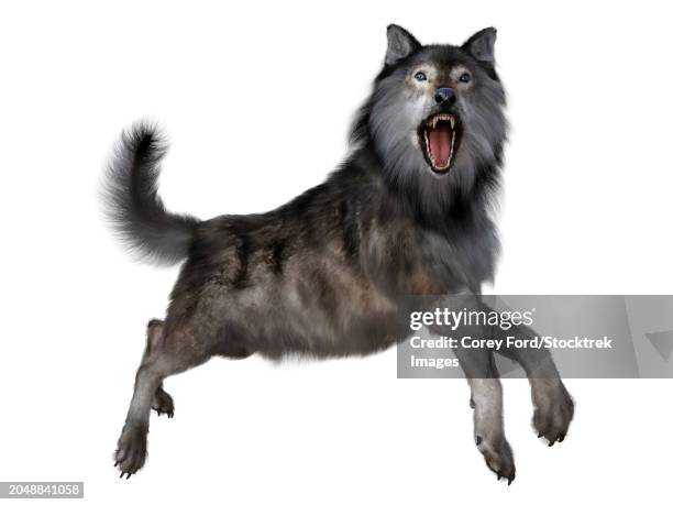 dire wolf leaping, side view on white background - grey-wolf-canis-lupus-snarling-side-view stock illustrations