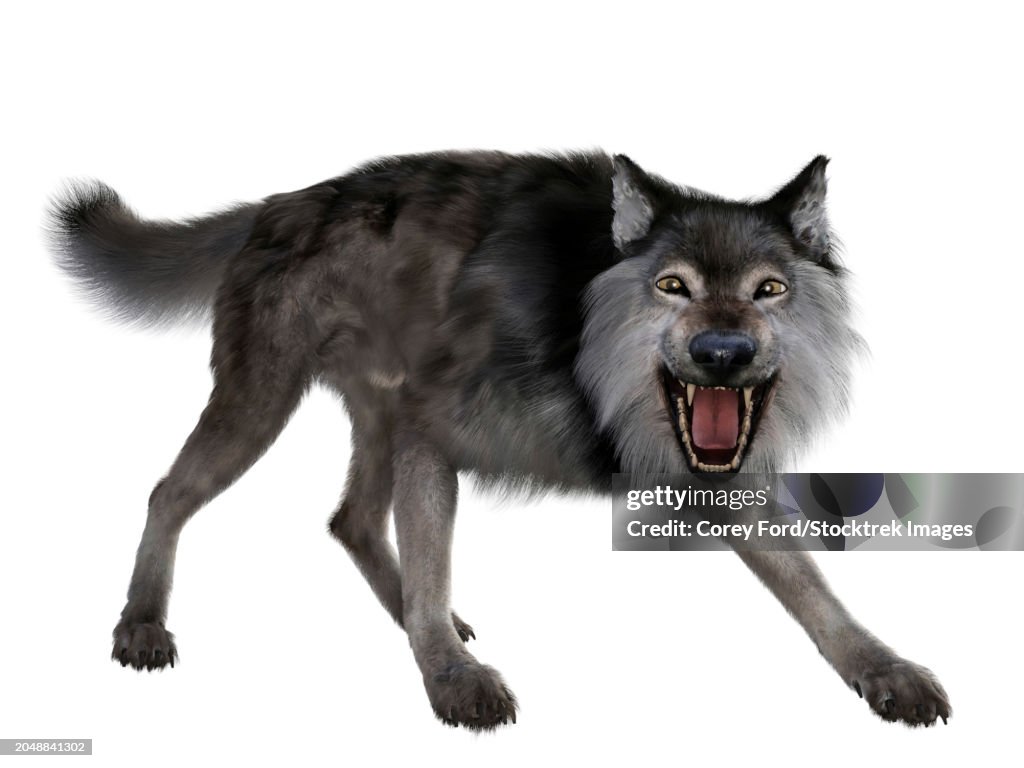 Dire wolf snarling, front view on white background
