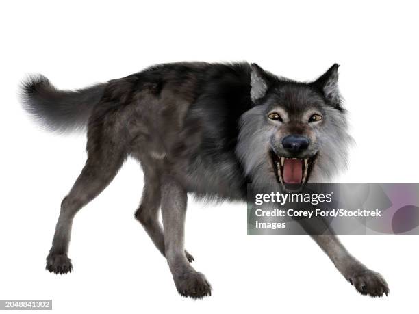 dire wolf snarling, front view on white background - grey-wolf-canis-lupus-snarling-side-view stock illustrations