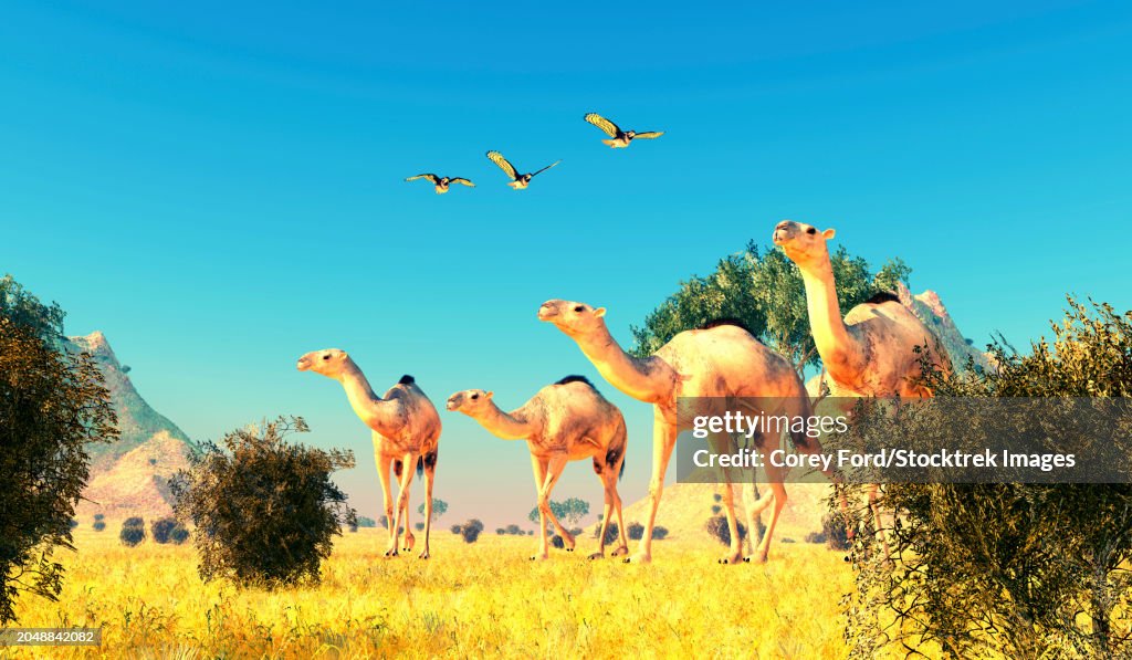 Three Redtailed Hawks Fly Over A Herd Of Camelops Walking Through The ...