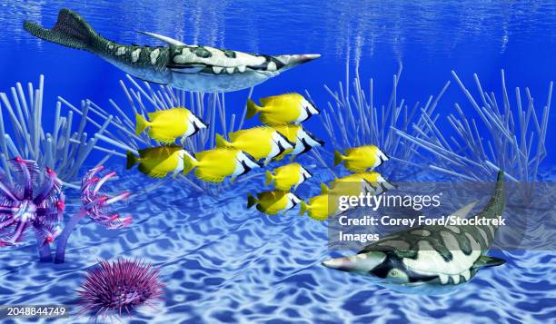 pteraspis armored fish hunting a school of foxface rabbitfish - foxface rabbitfish stock illustrations