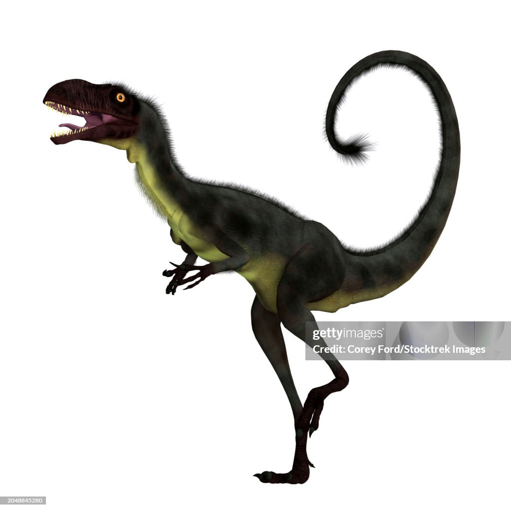 Dilong feathered dinosaur, side view on white background