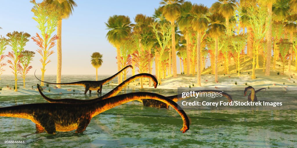 A herd of Barosaurus sauropod dinosaurs munch on wetland plants