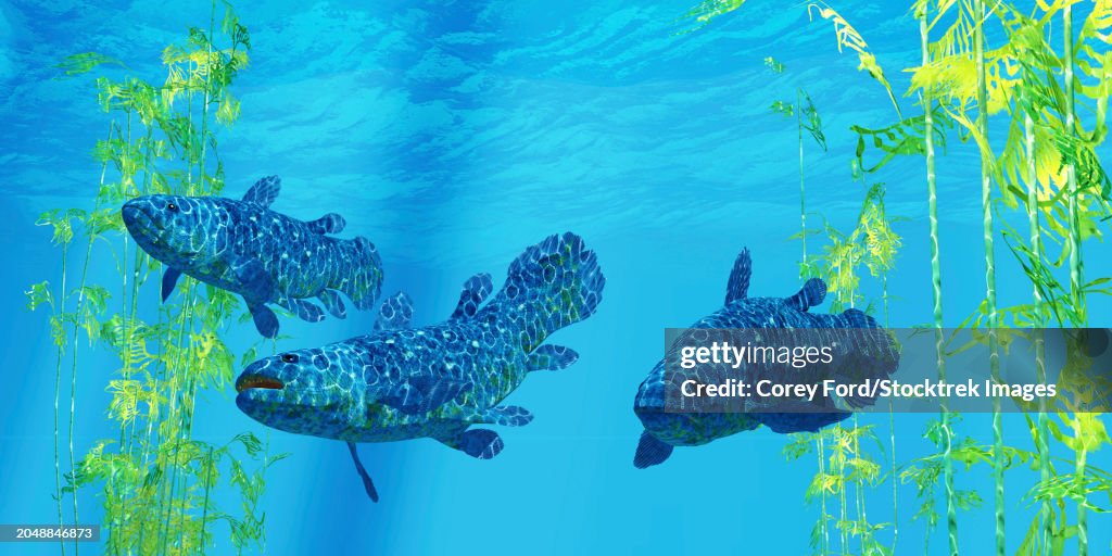 Coelacanth prehistoric fish, swimming by kelp