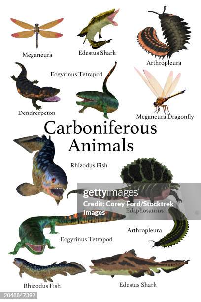 a collection of animals, fish and insects that lived during the carboniferous period - myriapoda stock illustrations