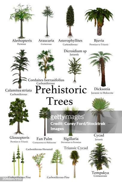a collection of trees and cycads that lived during prehistoric periods of earth's history - cycad stock-grafiken, -clipart, -cartoons und -symbole