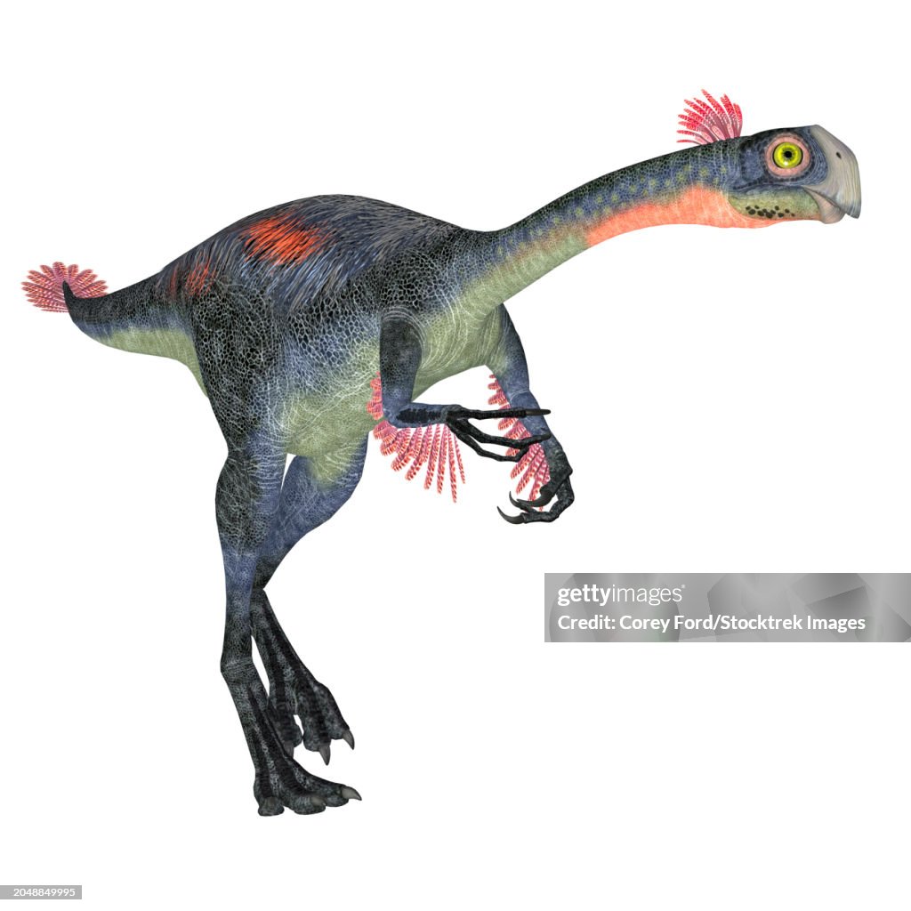 Gigantoraptor feathered dinosaur, side view on white background.