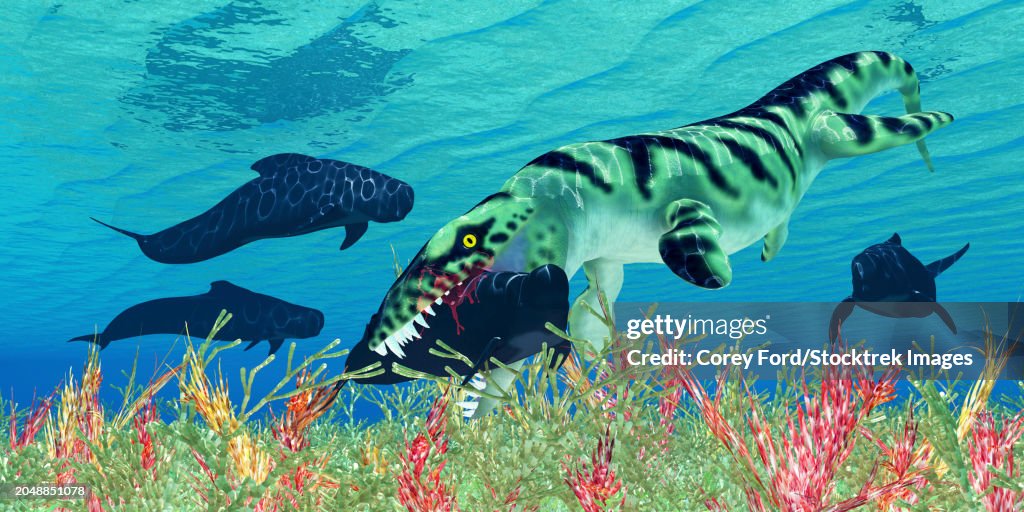 Dakosaurus captures a pilot whale in its mouth