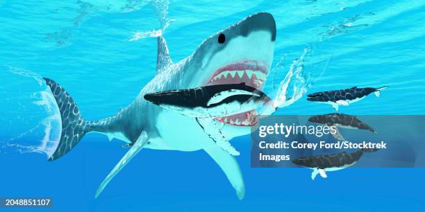 a megalodon shark attacks a humpback whale with a row of sharp teeth - pleistocene stock illustrations