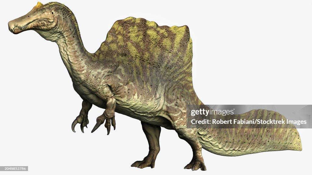 Spinosaurus dinosaur, side view on white background
