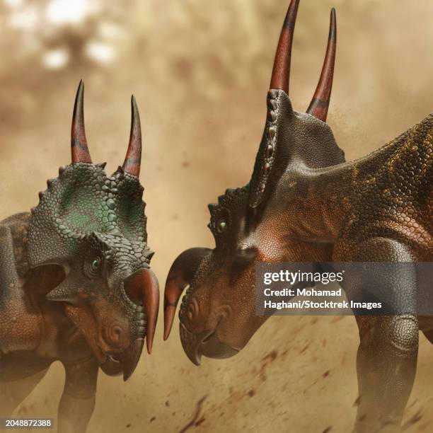 two einiosaurus dinosaurs fighting - einiosaurus stock illustrations