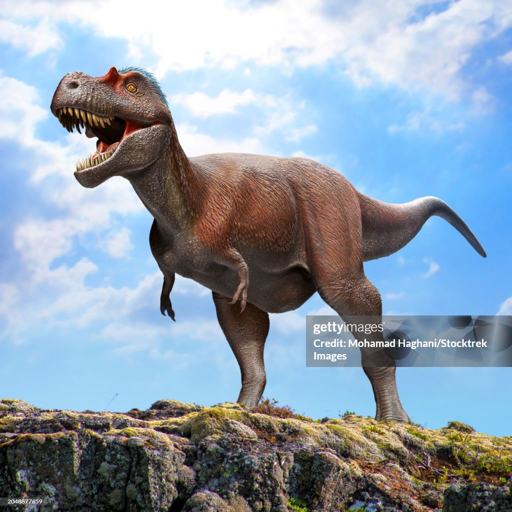 Albertosaurus sarcophagus dinosaur standing on a rock