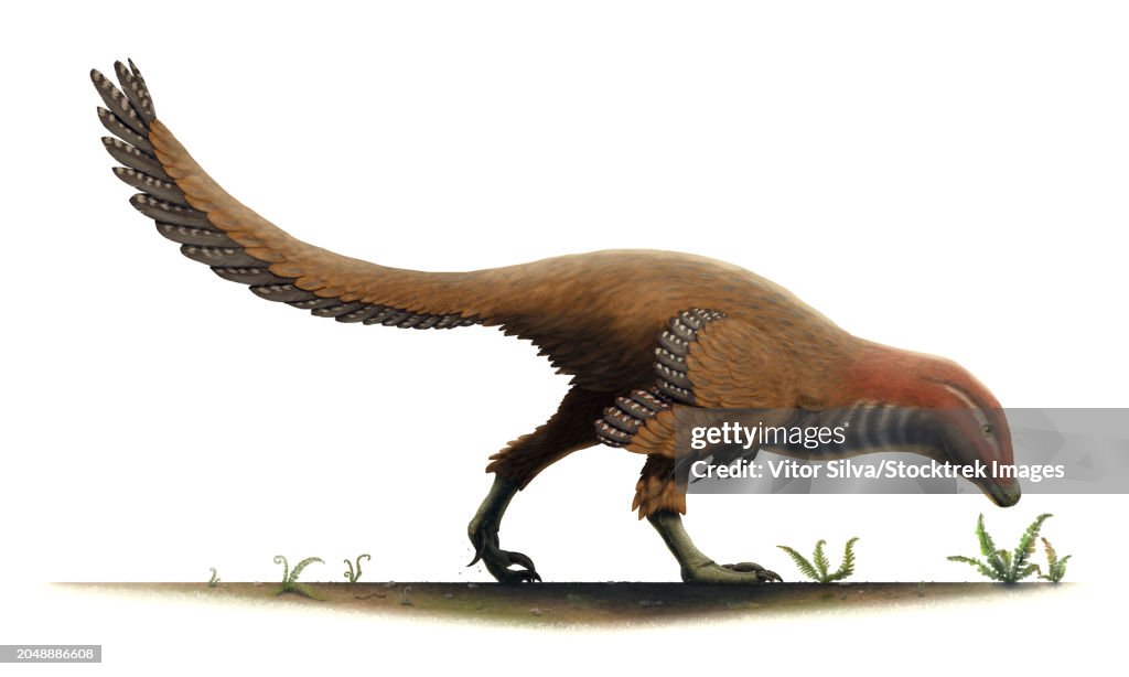Balaur bondoc, a flightless bird from the Late Cretaceous of Romania