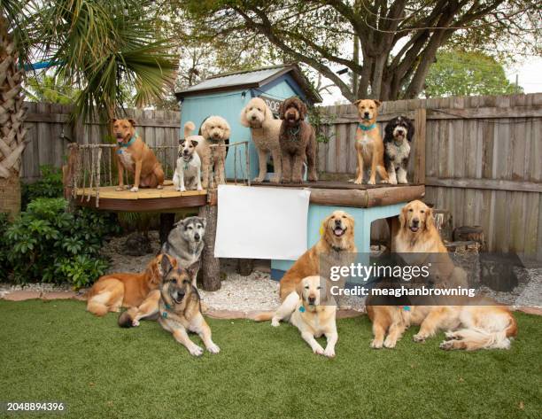 group of assorted dogs sitting by a dog house in a garden next to a blank sign, florida, usa - cane di razza foto e immagini stock