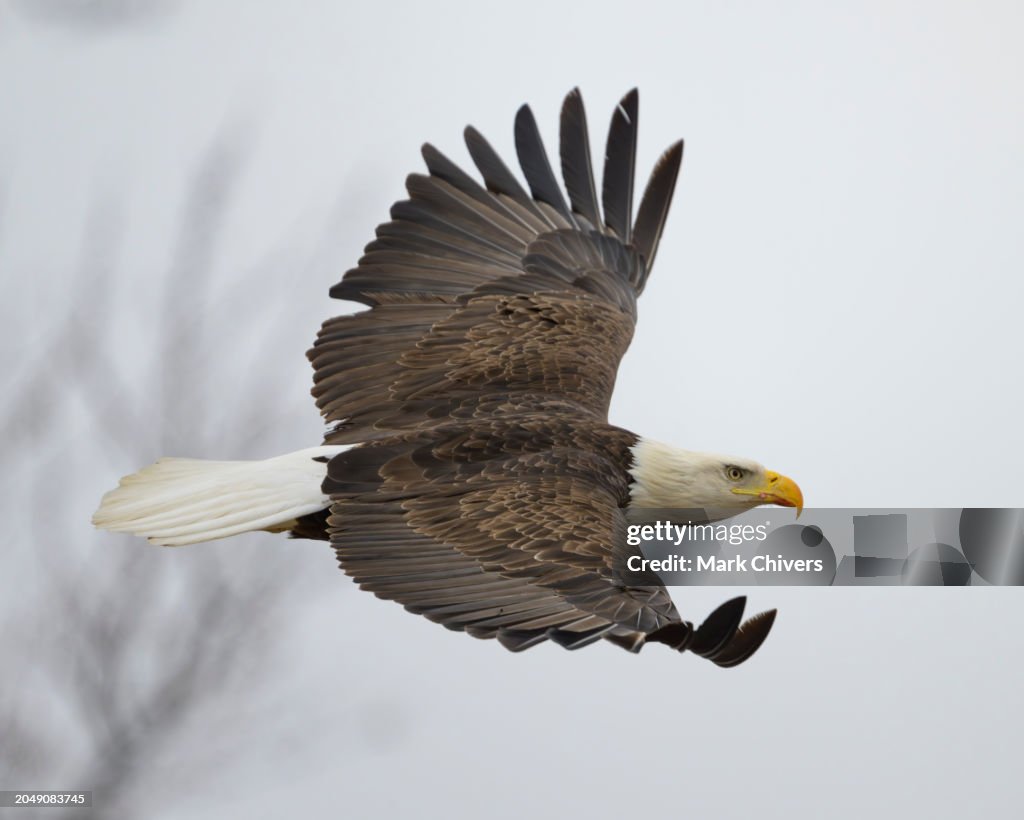 Bald eagle in flight