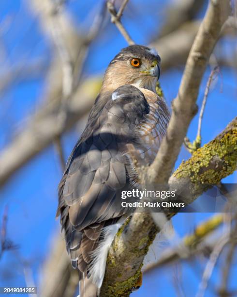 coopers hawk in a tree - coopers hawk stock pictures, royalty-free photos & images