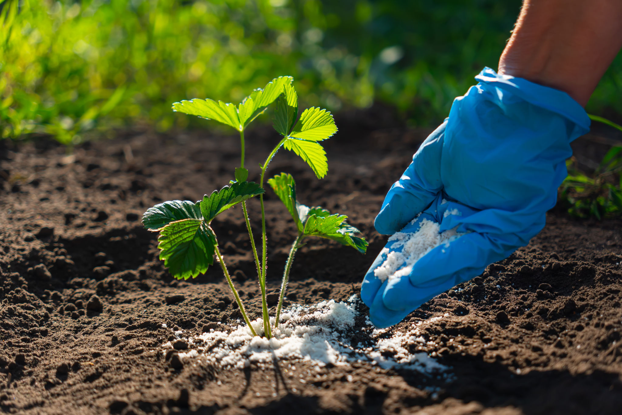 tree fertilization