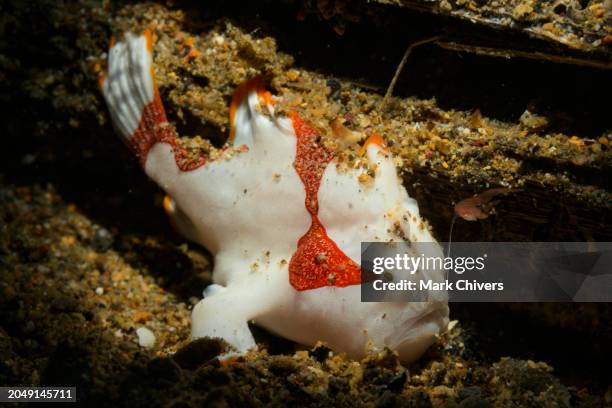 114 Frogfish Lure Stock Photos, High-Res Pictures, and Images - Getty Images