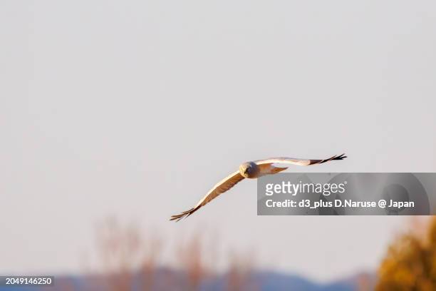 a beautiful northern harrier (circus cyaneus, family comprising hawks) returning to its nest in the evening.

at watarase retarding basin, tochigi, japan,
ramsar convention registered site.
photo by february 12, 2024. - 栃木県 stock-fotos und bilder