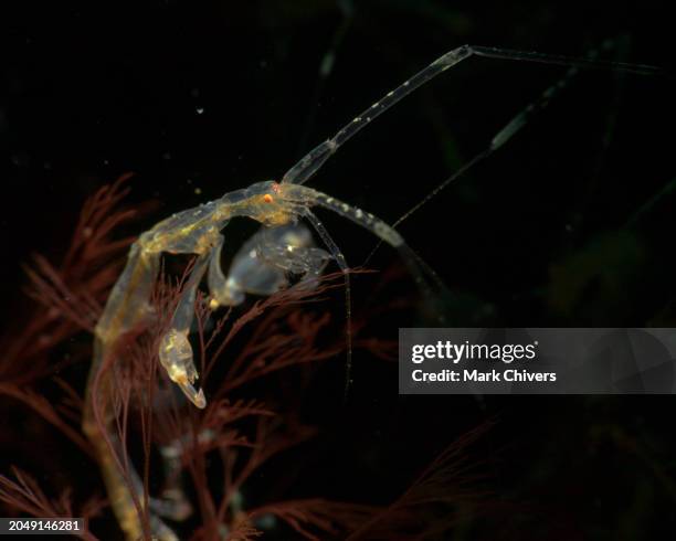 skeleton shrimp - skeleton shrimp stock pictures, royalty-free photos & images