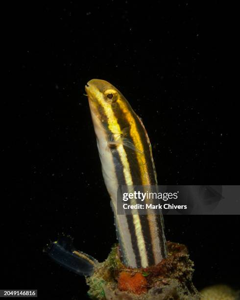 fangblenny coming out of a bottle - fang stock pictures, royalty-free photos & images