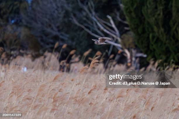 a beautiful northern harrier (circus cyaneus, family comprising hawks) returning to its nest in the evening.

at watarase retarding basin, tochigi, japan,
ramsar convention registered site.
photo by february 12, 2024. - 栃木県 stock pictures, royalty-free photos & images