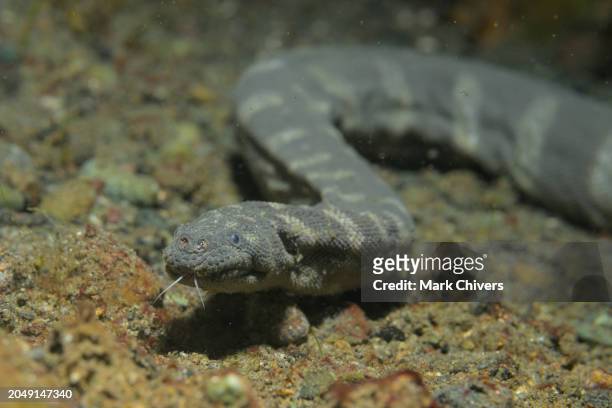sea snake hunting with tongue - reptile pattern foto e immagini stock
