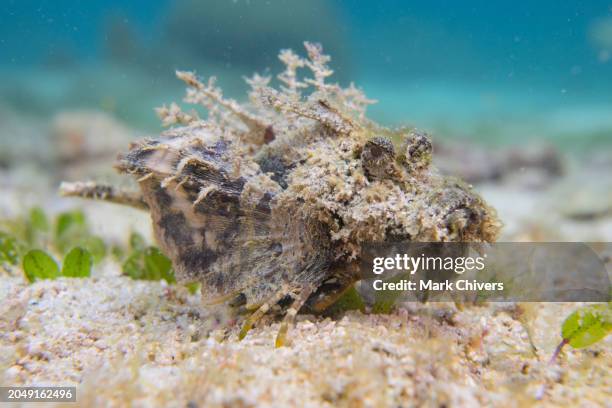 spiny devilfish - spiny devilfish stock pictures, royalty-free photos & images