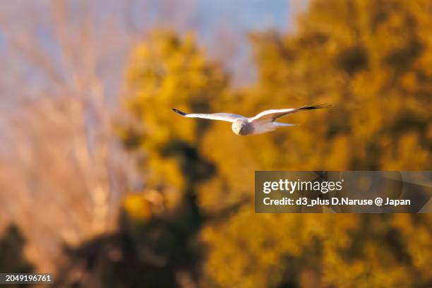 a beautiful northern harrier (circus cyaneus, family comprising hawks) returning to its nest in the evening.

at watarase retarding basin, tochigi, japan,
ramsar convention registered site.
photo by february 12, 2024. - 栃木県 stock pictures, royalty-free photos & images