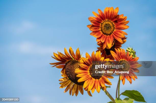 little becka sunflowers against blue sky. sunflowers are the very embodiment of summer. - girasol común fotografías e imágenes de stock