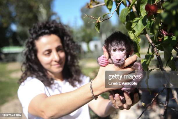 Baboon cub 'Lemon' sits in the sun with his caregivers as he turns 9 weeks old with incubation care after his mother rejected him at Tarsus Nature...