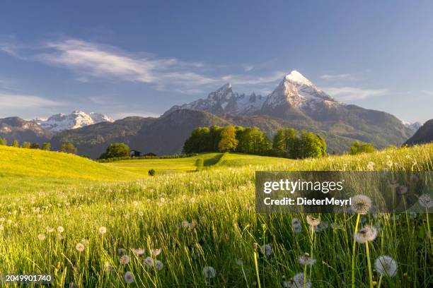 paisaje idílico en los alpes con prados florecientes en primavera con watzmann al fondo - cultura alemana fotografías e imágenes de stock