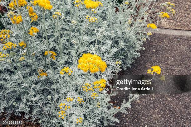 dusty miller silverdust, silver plant with yellow flowers, hardy perennial plant - cineraria maritima stock pictures, royalty-free photos & images