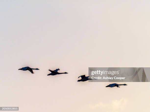bewick swan, cygnus columbianus bewickii flying over the nene washes, cambridgeshire, uk at sunrise. - cygnus columbianus stock pictures, royalty-free photos & images