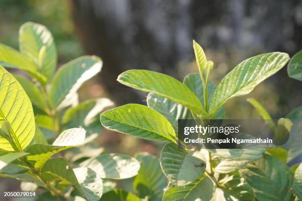 guava - guave stockfoto's en -beelden
