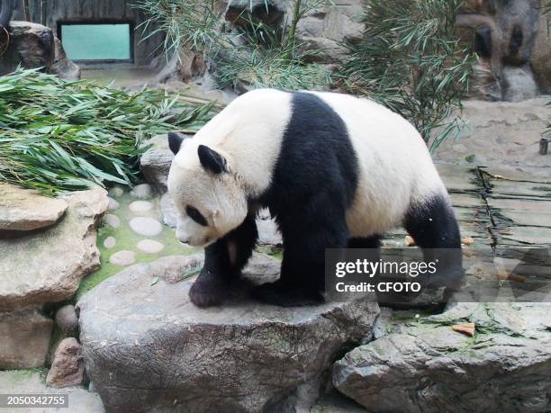 Beijing Creatures 1,683 China Animal Beijing Zoo Stock Photos, High-Res Pictures, and ...