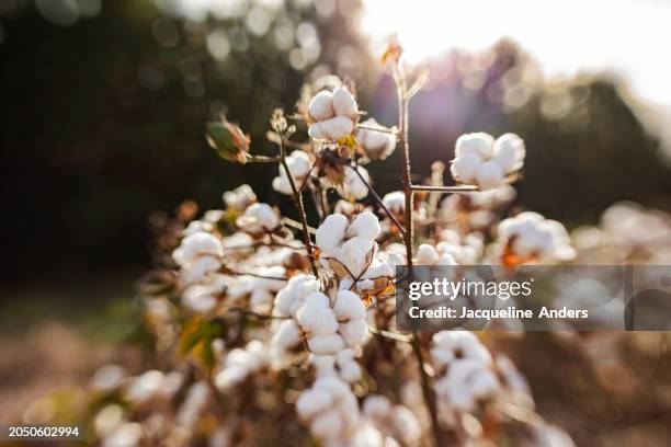 close up of ripe cotton plants on a plantation with open bolls ready for harvesting, photographed with a creative lens - boll stock pictures, royalty-free photos & images