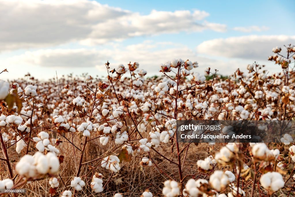 Ripe cotton plants on a plantation ready for harvesting