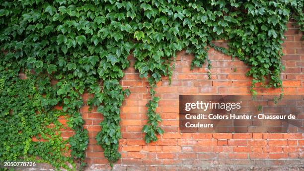 close-up of a brown brick wall covered by green leaves in london, england, united kingdom. sunlight. natural colors and patina. - ivy stock pictures, royalty-free photos & images