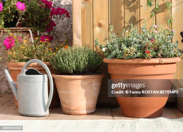terracotta spring flower pots on a terrace with a watering can - potted plant stock pictures, royalty-free photos & images