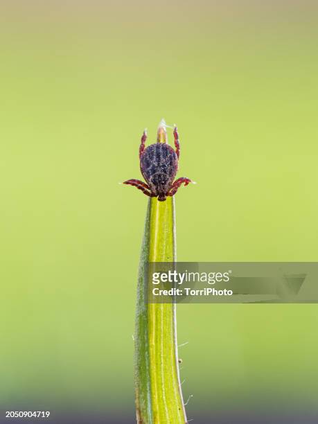 close-up ixodid tick with spread legs sitting on a blade of green grass waiting for a victim - garrrapata de venado fotografías e imágenes de stock