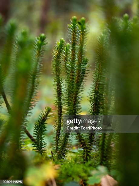 close-up firmoss plant in forest, huperzia selago, the northern firmoss or fir clubmoss - lycopodiaceae stock pictures, royalty-free photos & images