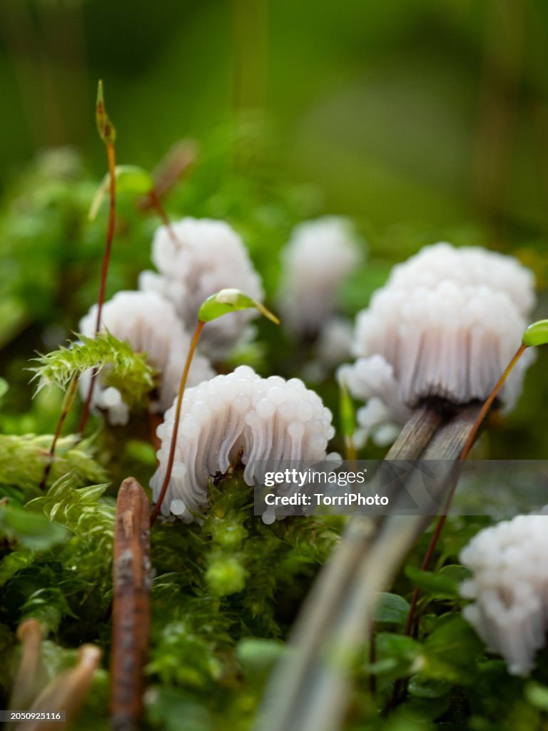 Close-up white slime moulds Stemonitis on green moss in forest