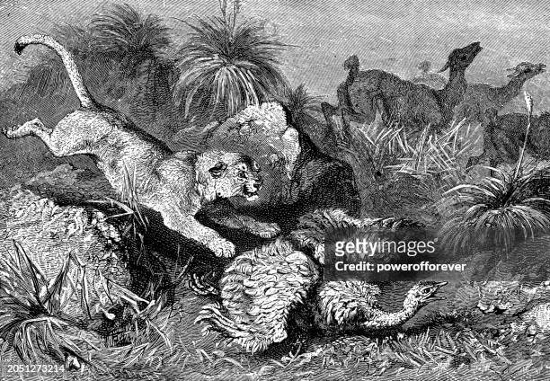 south american cougar (puma concolor concolor) attacking a lesser rhea bird (rhea pennata) - 19th century - pounce attack stock illustrations