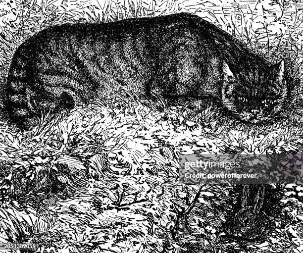 western bobcat (lynx rufus fasciatus) stalking a rabbit - 19th century - stalker stock illustrations