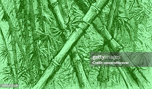 green bamboo background - bamboo forest stock illustrations